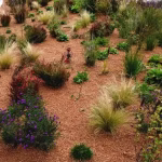 drought_tolerant_landscaping