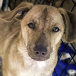 Adoptar en Sevilla: Una Segunda Oportunidad para Animales y Personas adoptar-sevilla