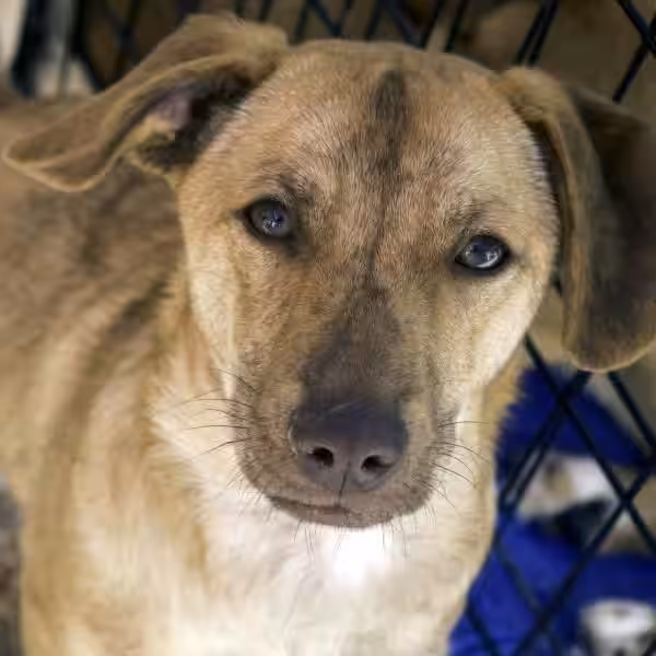 Adoptar en Sevilla: Una Segunda Oportunidad para Animales y Personas