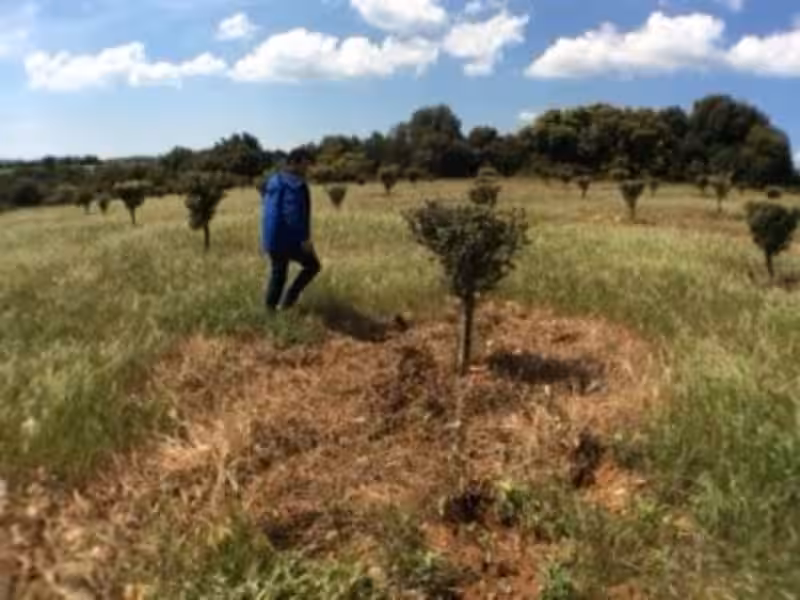 El Encantador Mundo de las Encinas Truferas