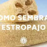 estropajo-luffa