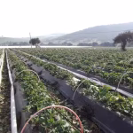 plastico-invernaderos