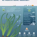 La Posidonia en Mallorca: Un Tesoro Submarino posidonia-mallorca