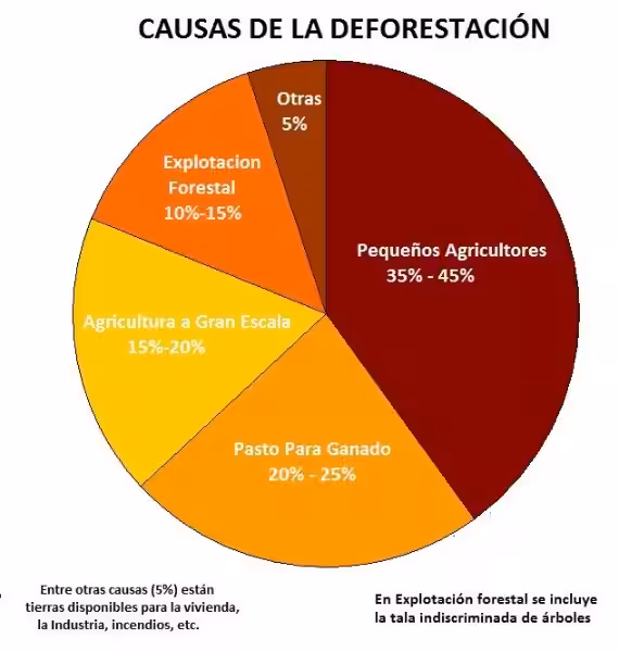 deforestacion-y-sus-causas-agricultura-ganaderia-y-urbanismo